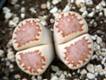 Lithops_julii_fulleri.